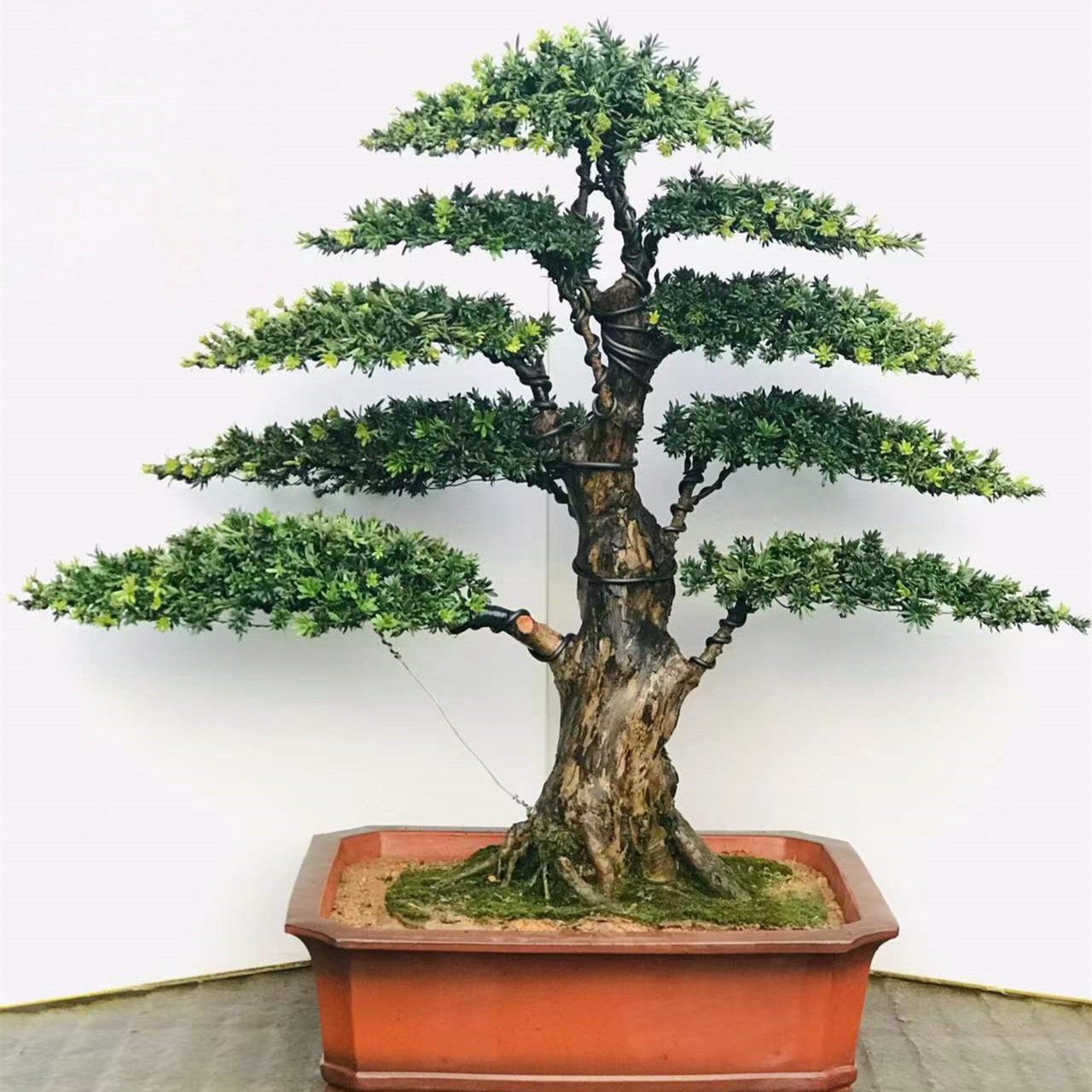 一物一拍下单实物珍珠红芽罗汉松黄杨盆景室内盆景黄杨树
