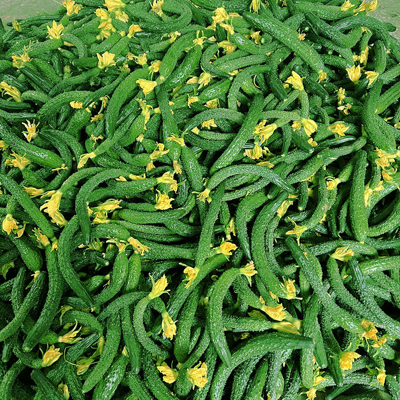 小黄瓜新鲜现摘小黄瓜扭拇指粗细小黄瓜腌制专用酱菜3斤5斤包邮