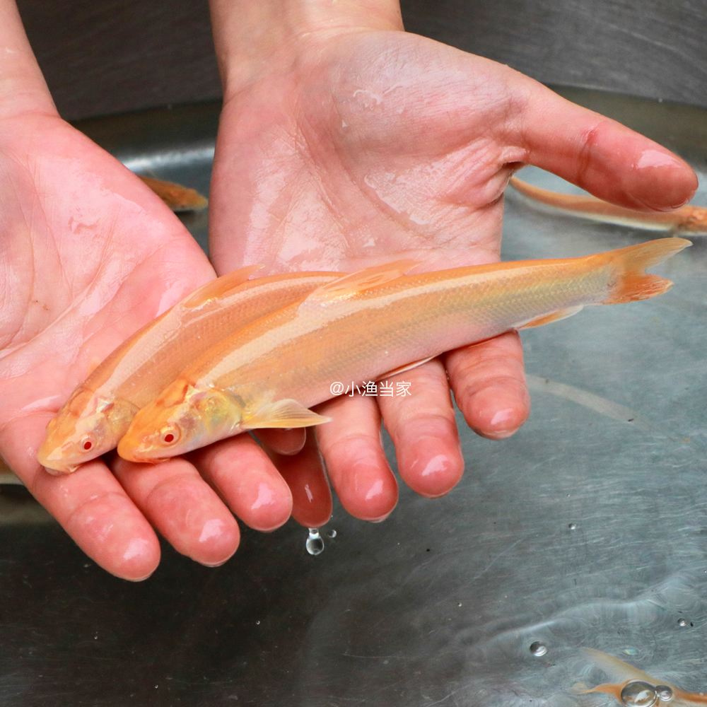 白子招财龙红眼鳕鱼赤目金丝鳕鱼特种淡水鱼