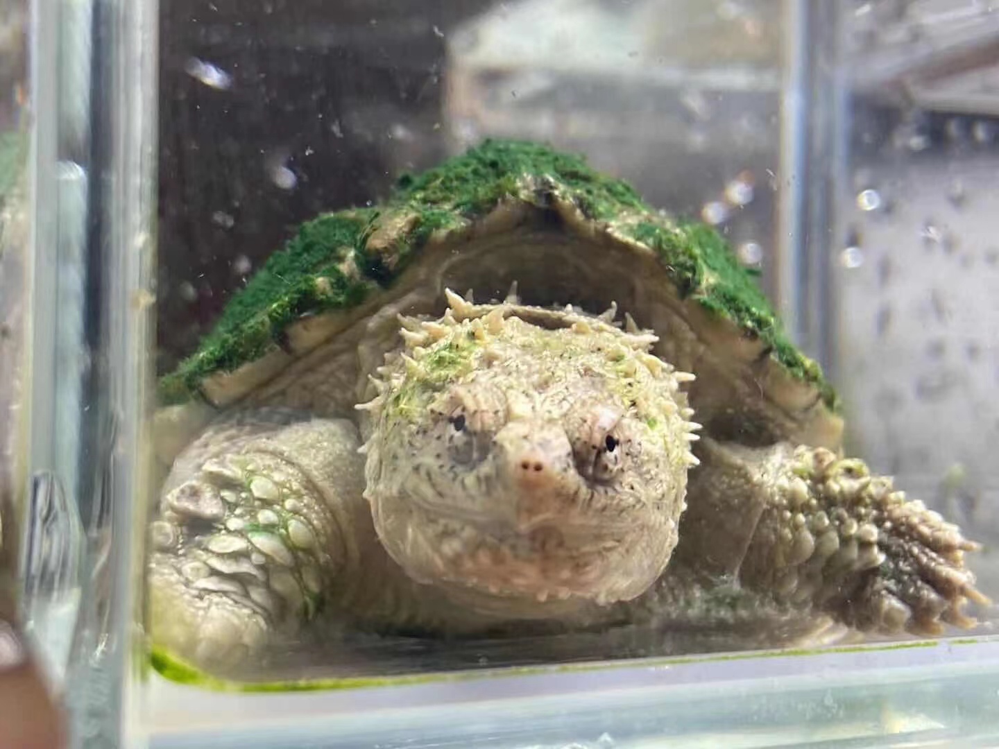 直播间精品健康活泼凶猛纯佛杂佛北美鳄鱼龟超福利