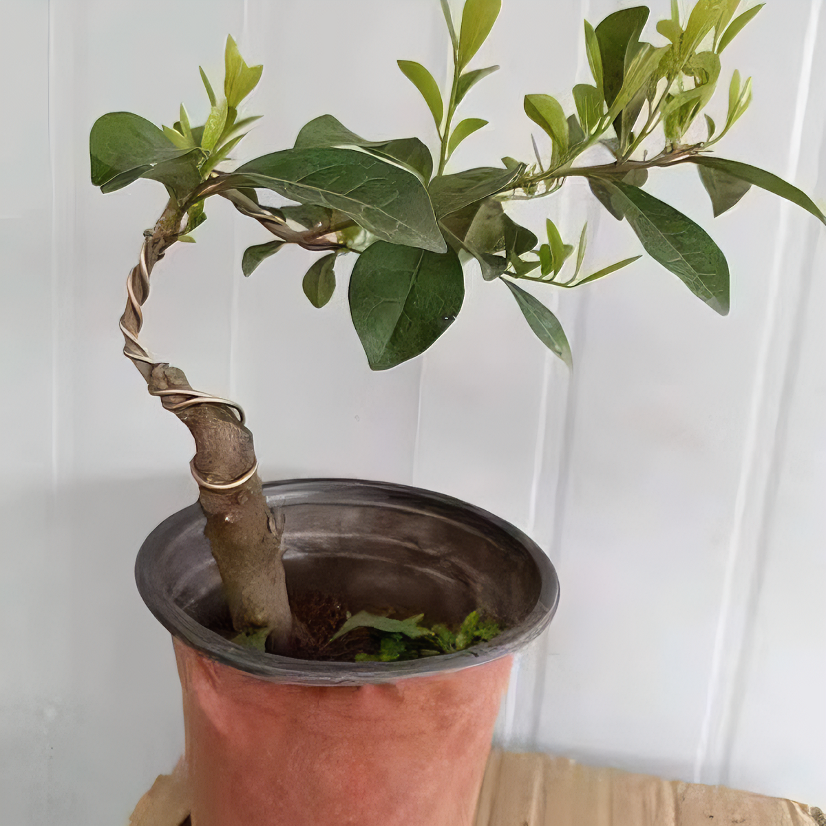 金弹子血红果品种苗直播付米处