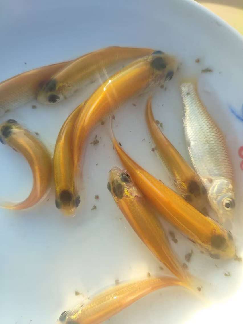 金丝草鱼，渔场直发