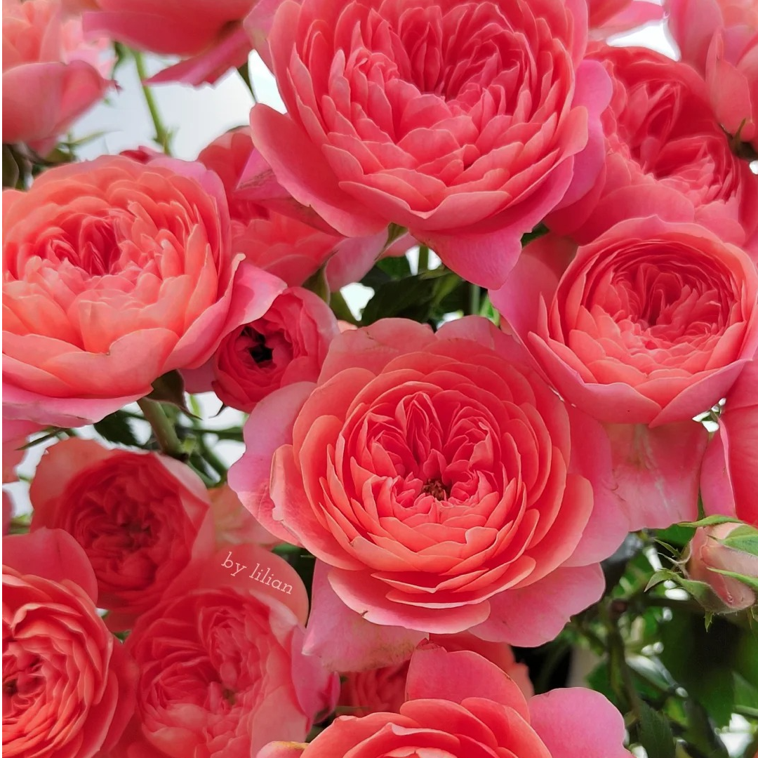 三岁花集-基地多头玫瑰  红橙果汁（一单顺丰冷链包邮）   