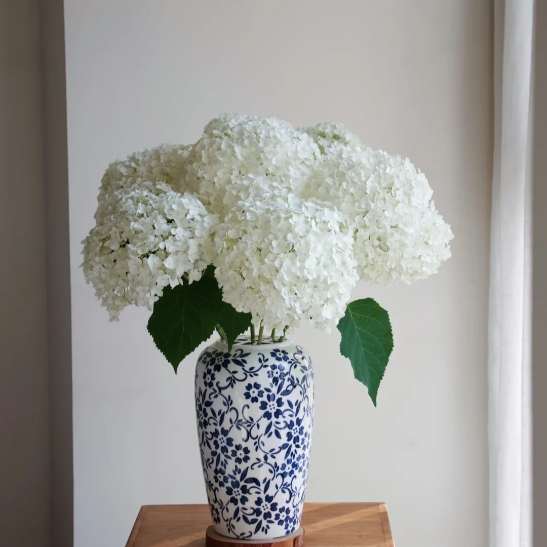 三岁花集-基地小安娜绣球 可能会掉小碎屑（一单顺丰包邮）