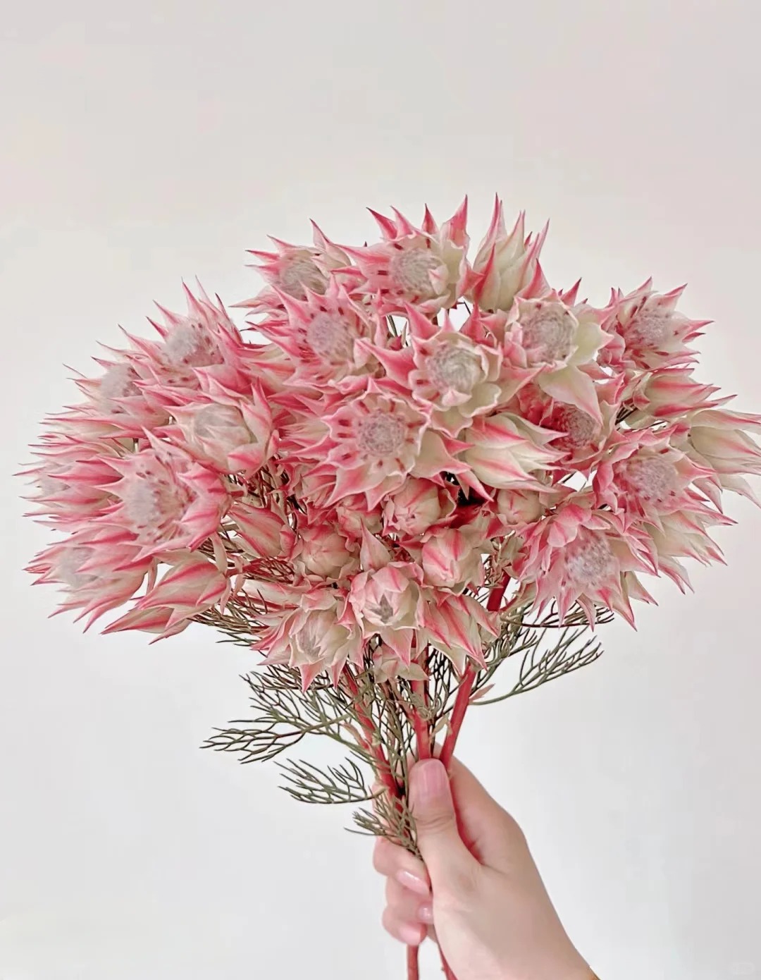 三岁花集-新娘花 可以做干花 （一单顺丰冷链三单顺丰空运）       