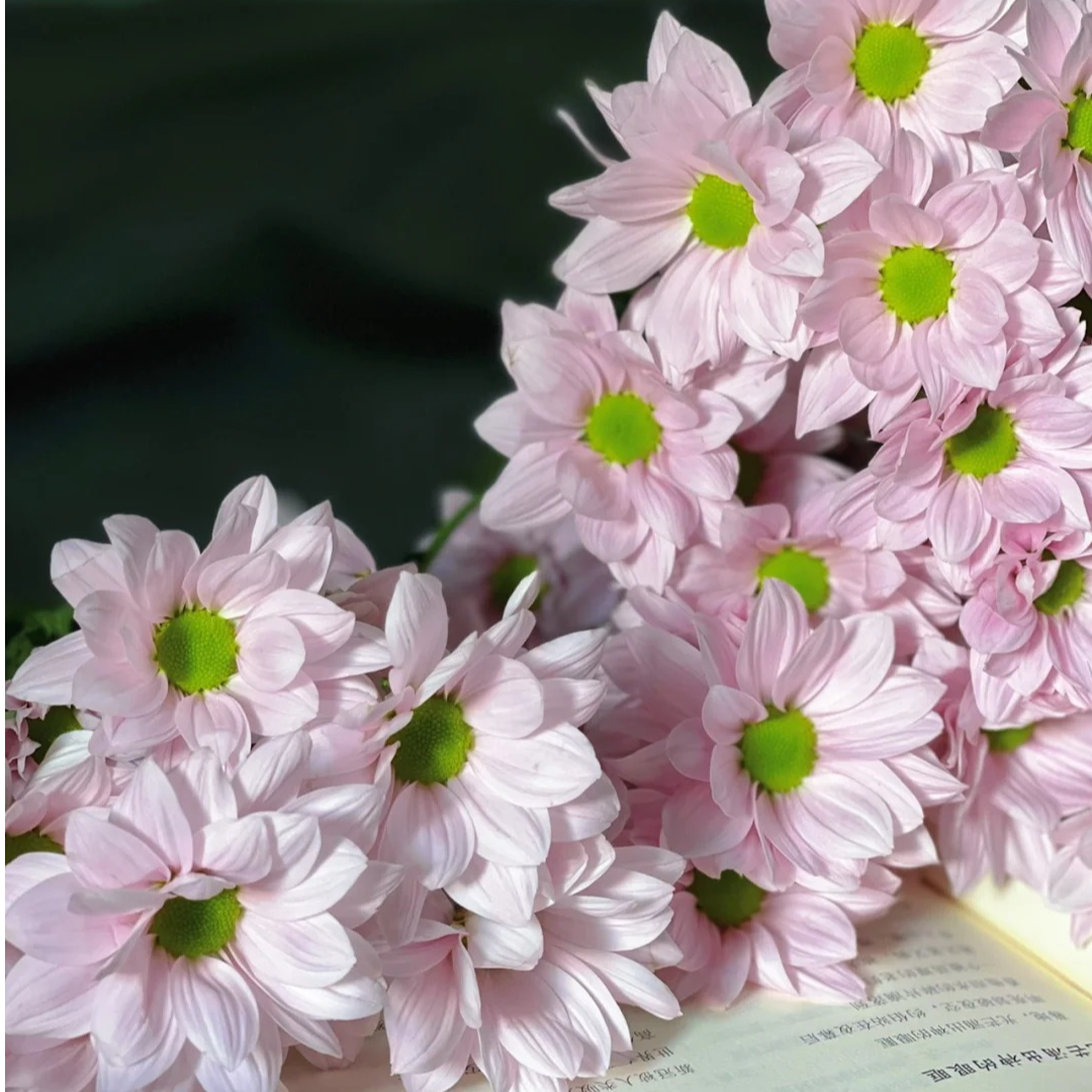 三岁花集-多头小雏菊粉色三文鱼小菊（一单顺丰冷链包邮） 