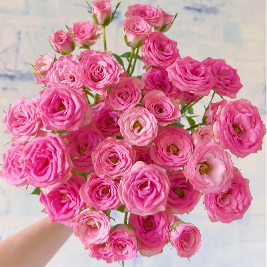 三岁花集-基地多头玫瑰花涧小樱（一单顺丰包邮）     