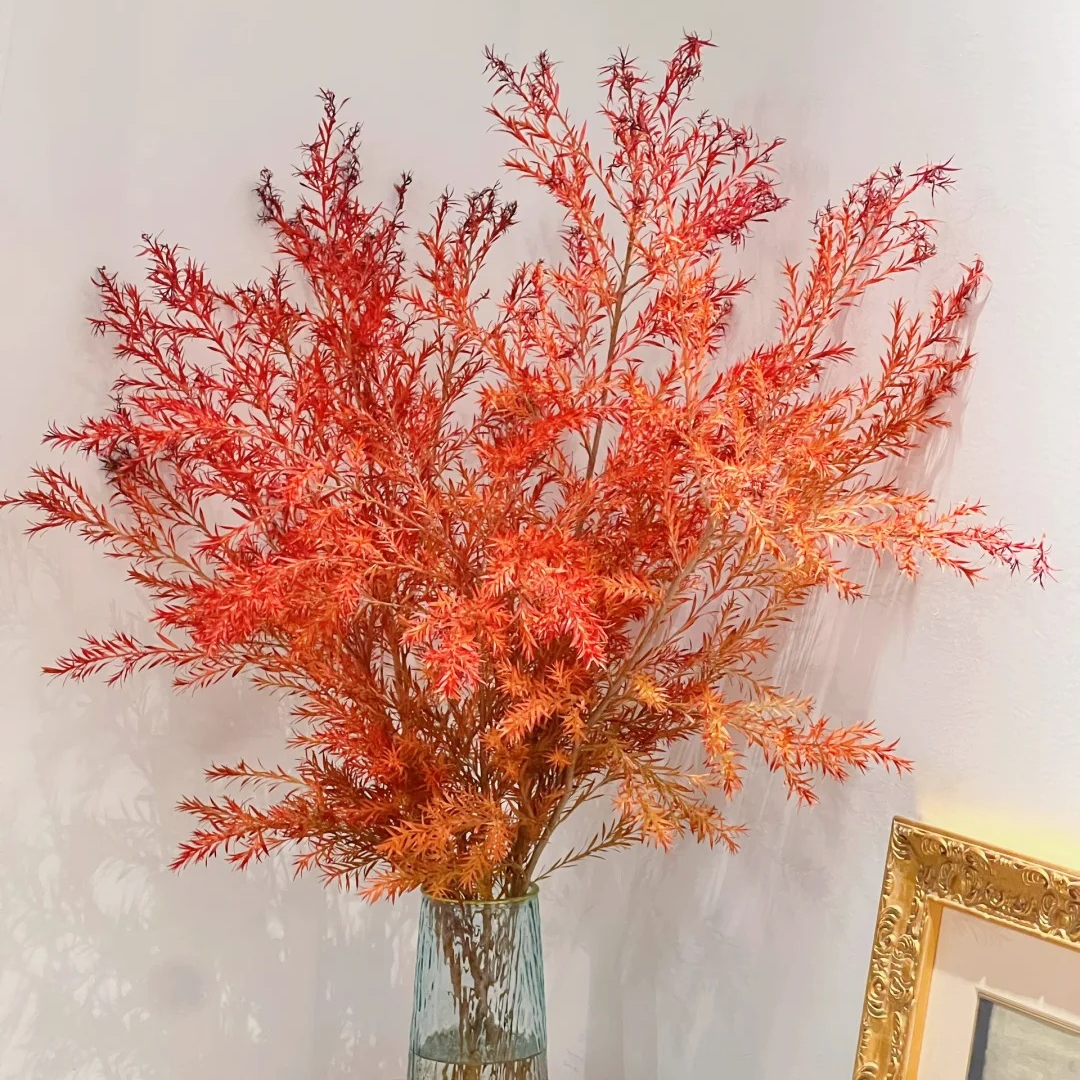 三岁花集-基地千层金 （一单顺丰冷链三单顺丰空运）