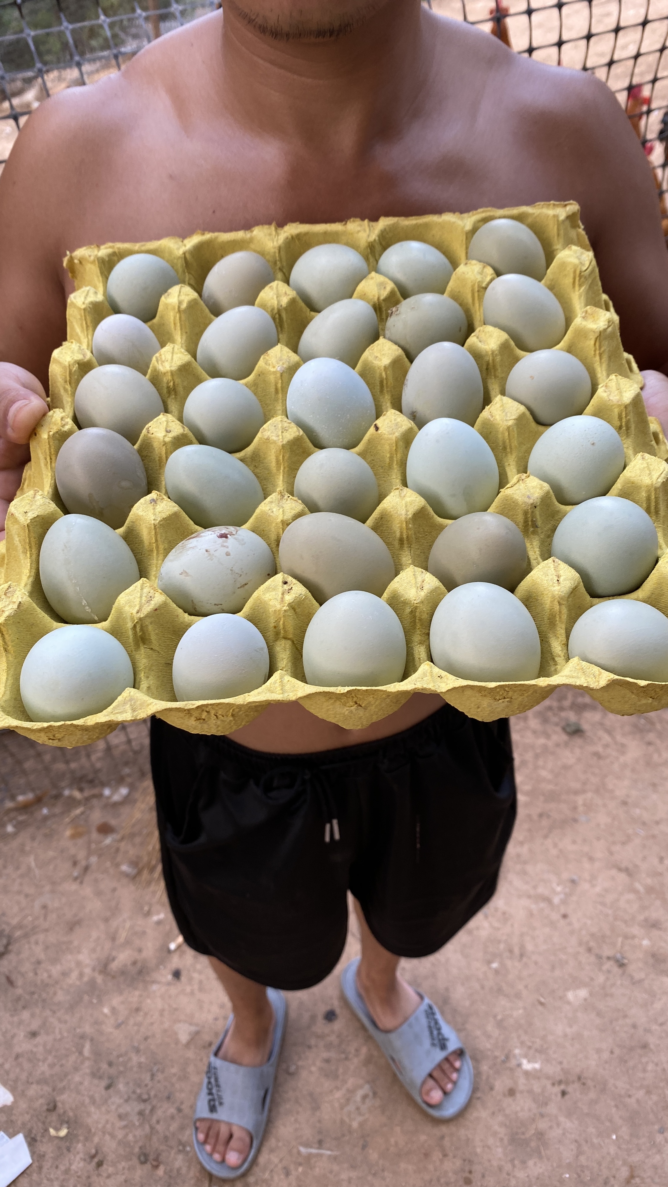 全绿壳新鲜鸡蛋，售后保障：拍照发给客服，破一个赔1块五