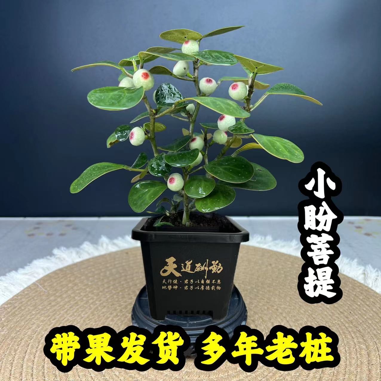 小盼菩提盆栽带果发货室内绿植花卉客厅办公室桌面摆件菩提树盆景