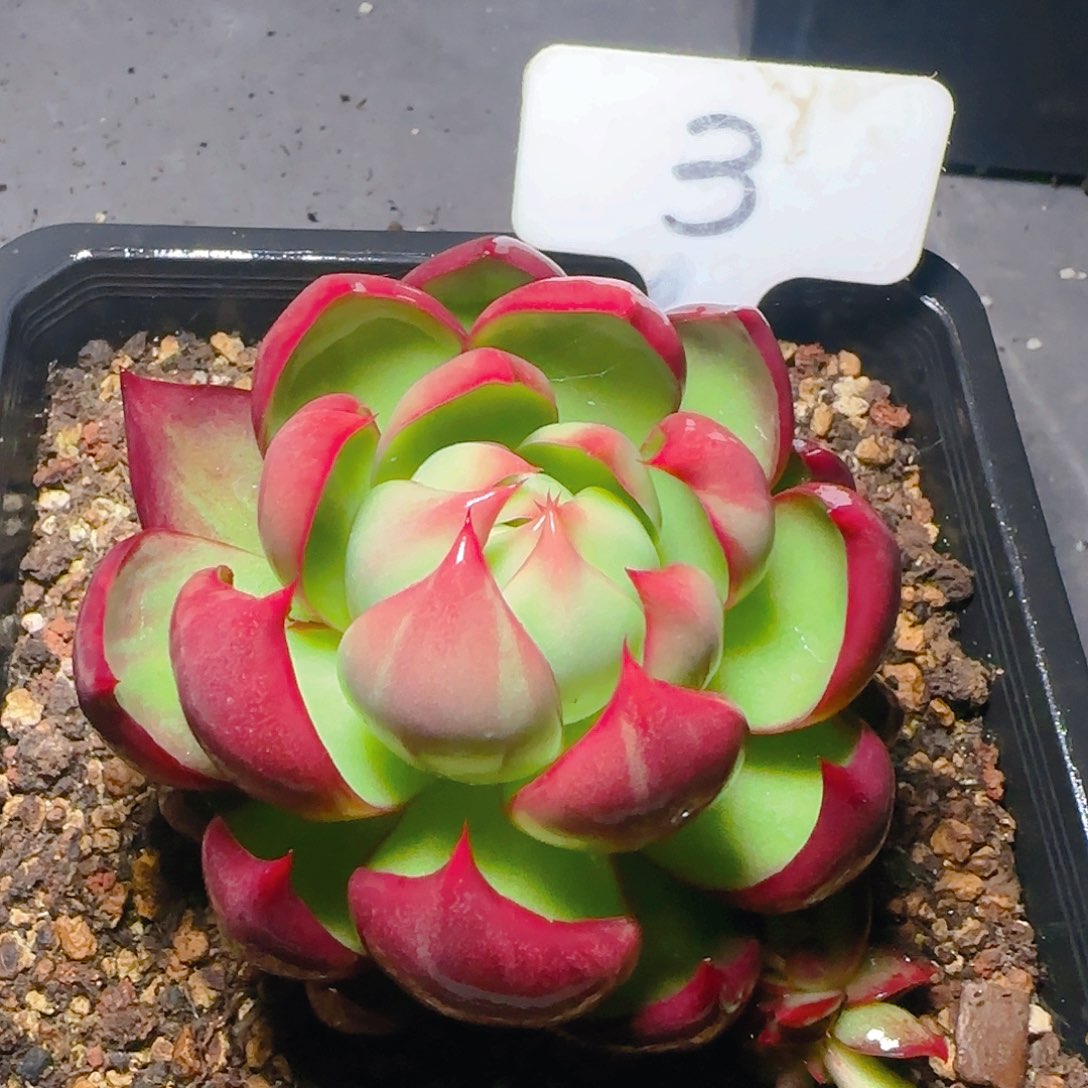 惊鸿仙子一物一拍3号
