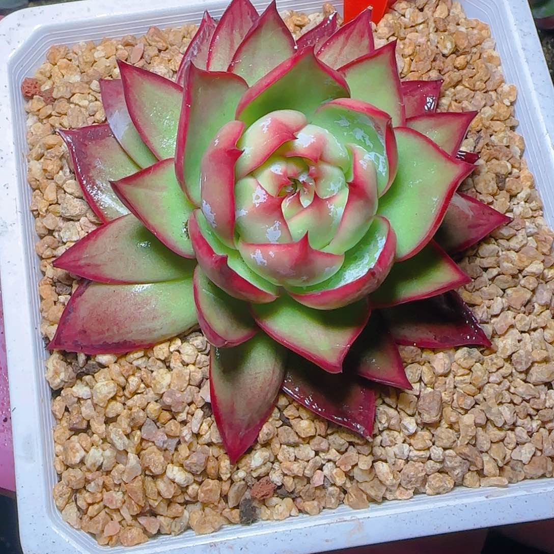 景**甜惊鸿仙子一物一拍3073号