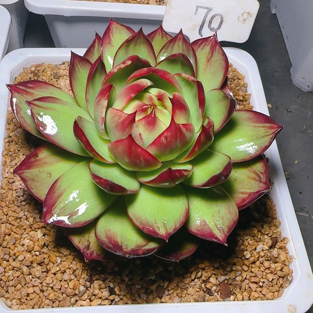 钱*珈惊鸿仙子一物一拍70号