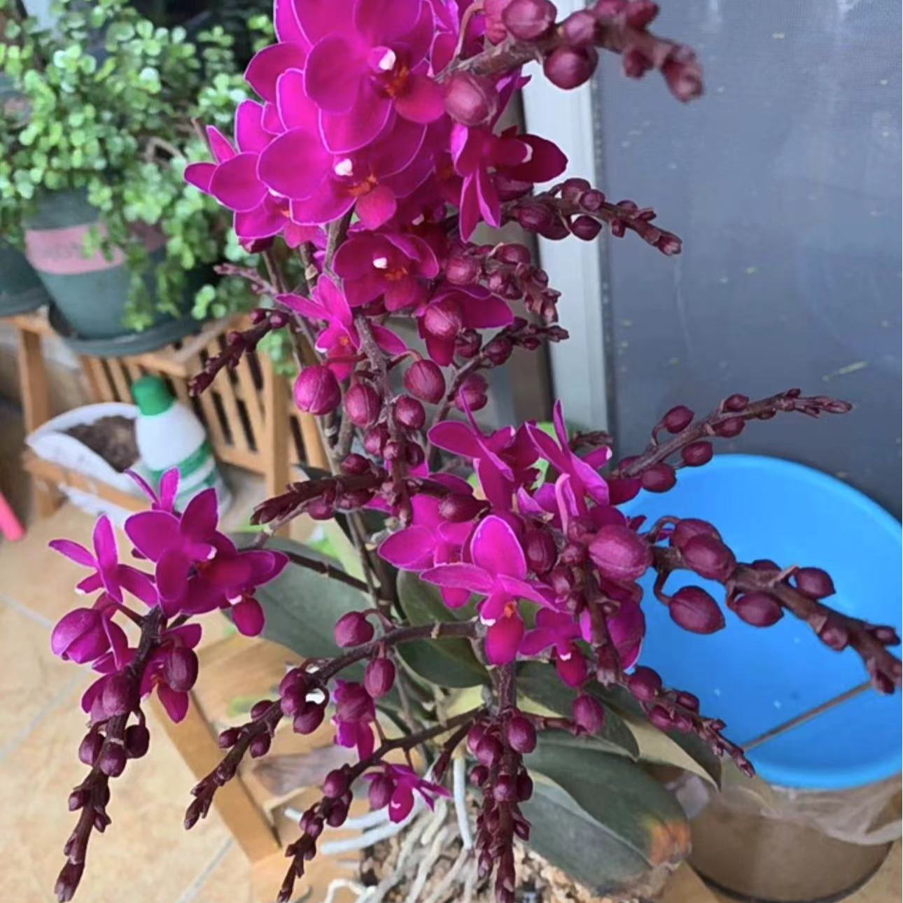   爆花机器  【满天红】蝴蝶兰  带花剑