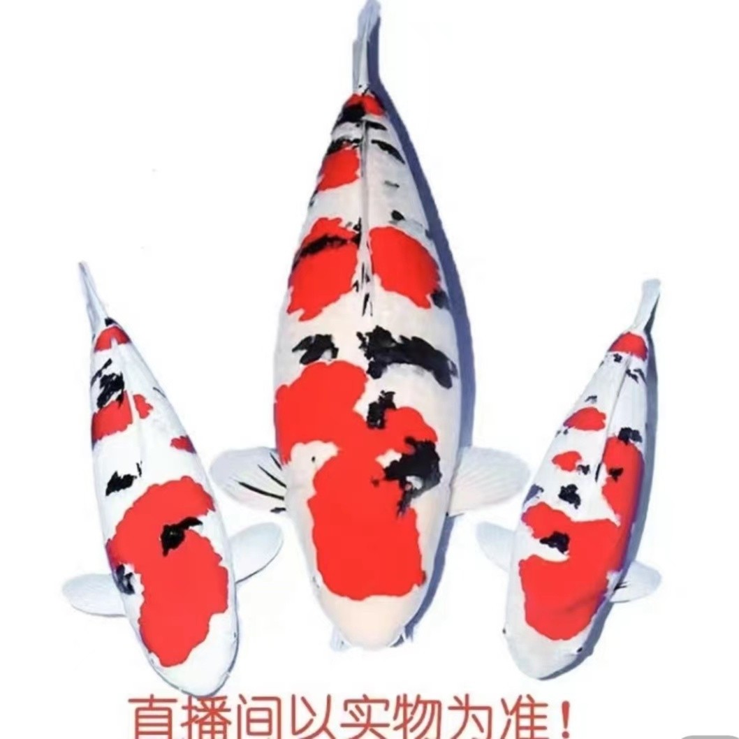 秋翠，绯写，白写，一物一拍【包邮包活】好养耐活冷水观赏鱼锦鲤