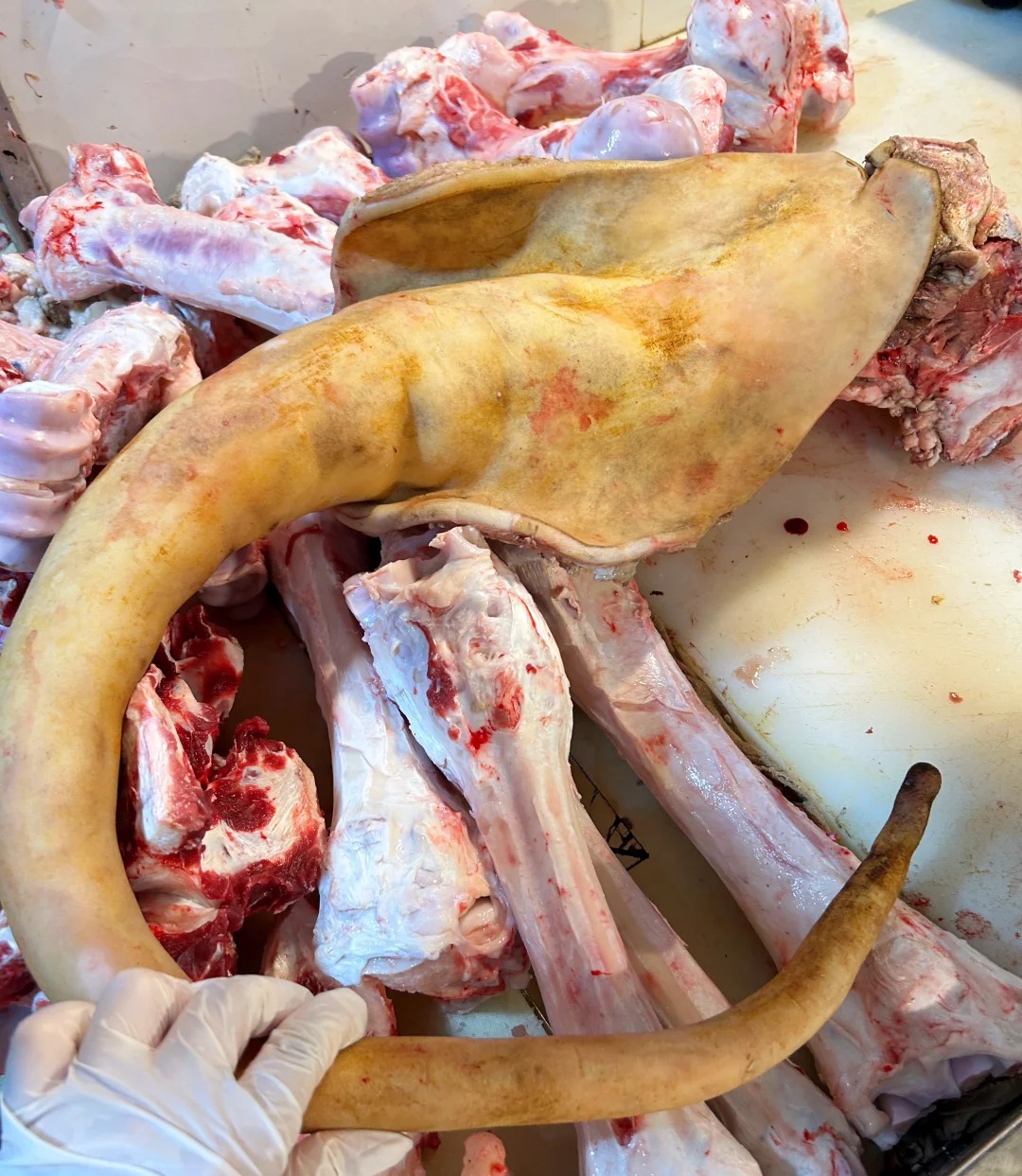 【牛尾巴】新鲜现切牛尾巴贵州高山小黄牛凉都黄牛肉散养小黄牛