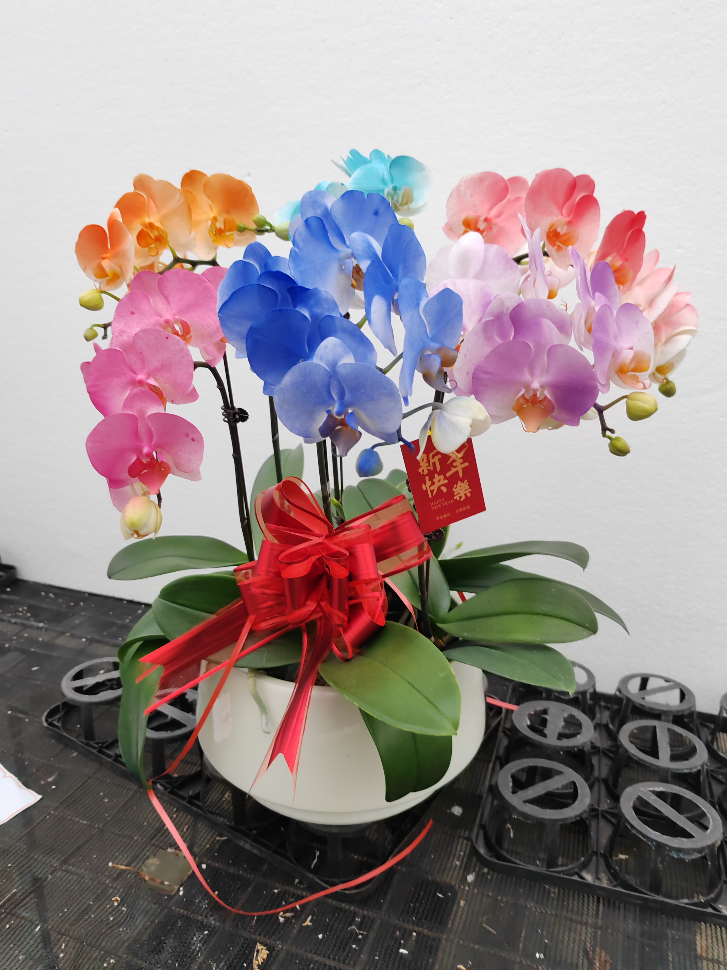 橙，蓝，紫，粉12花剑蝴蝶兰配盆贺卡