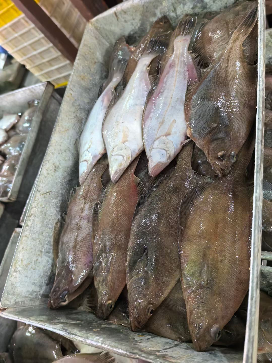 野生大偏口鱼比目鱼青岛长脖鱼 每条6-8两 发5斤鲜鱼速冻发货