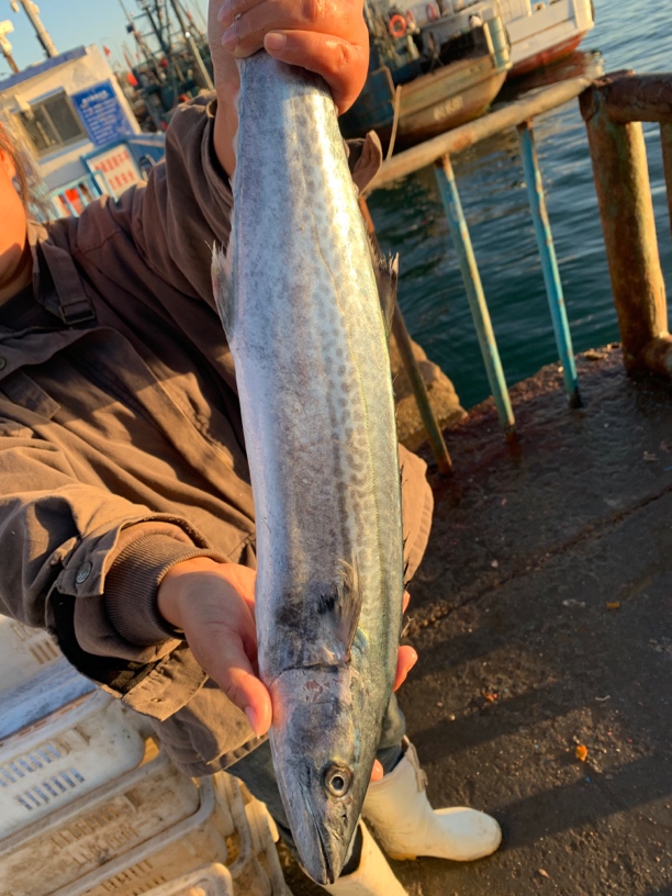 鲅鱼4斤3条新鲜鲜活野生大鲅鱼燕尾深海鲜鱼速冻发货大马鲛鱼鲅鱼