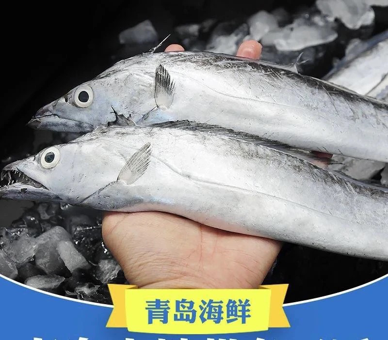 青岛小眼油带鱼5斤8条 鲜鱼速冻发货