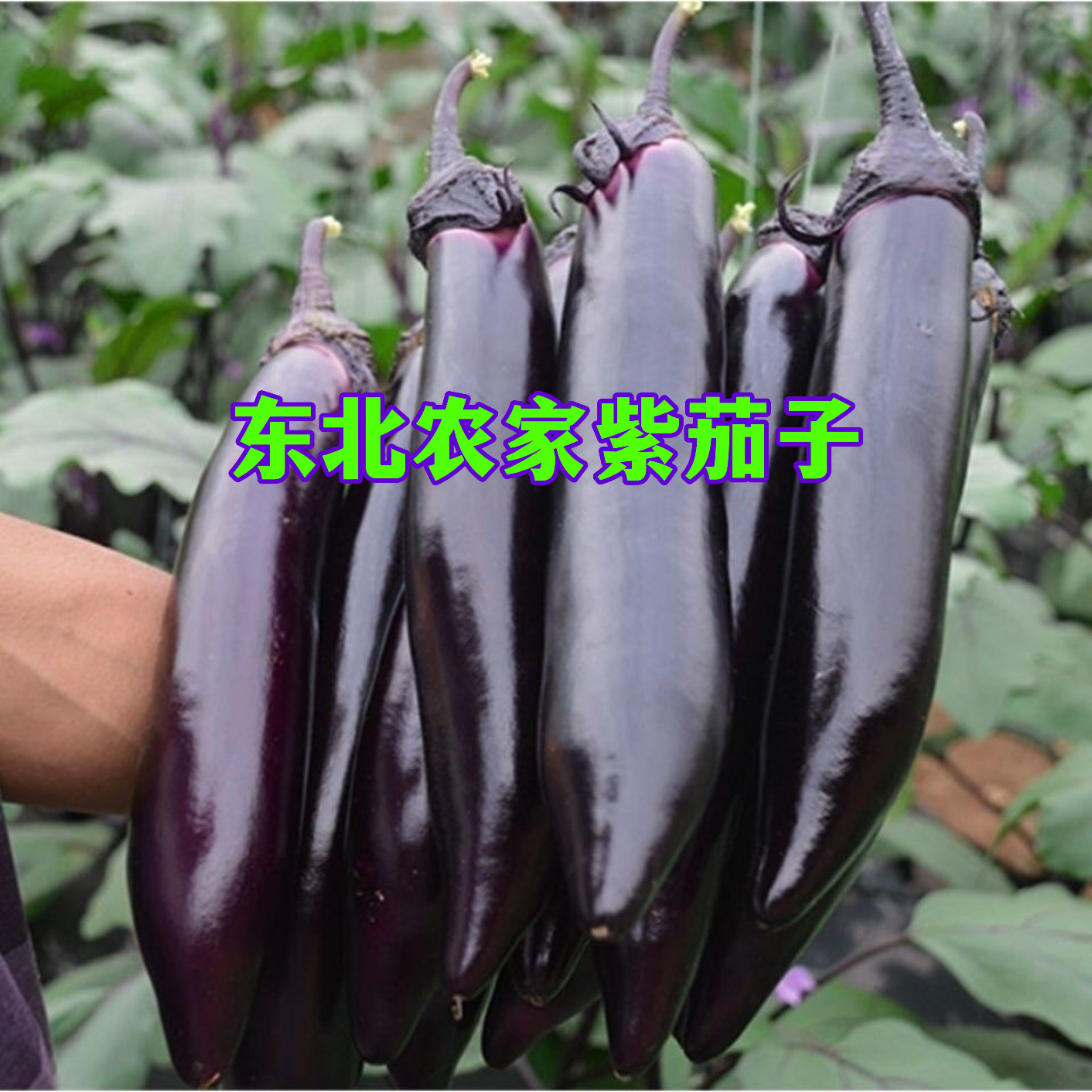 【紫茄子顺丰】东北农家小菜园自种3斤 长条紫茄子  现摘现发