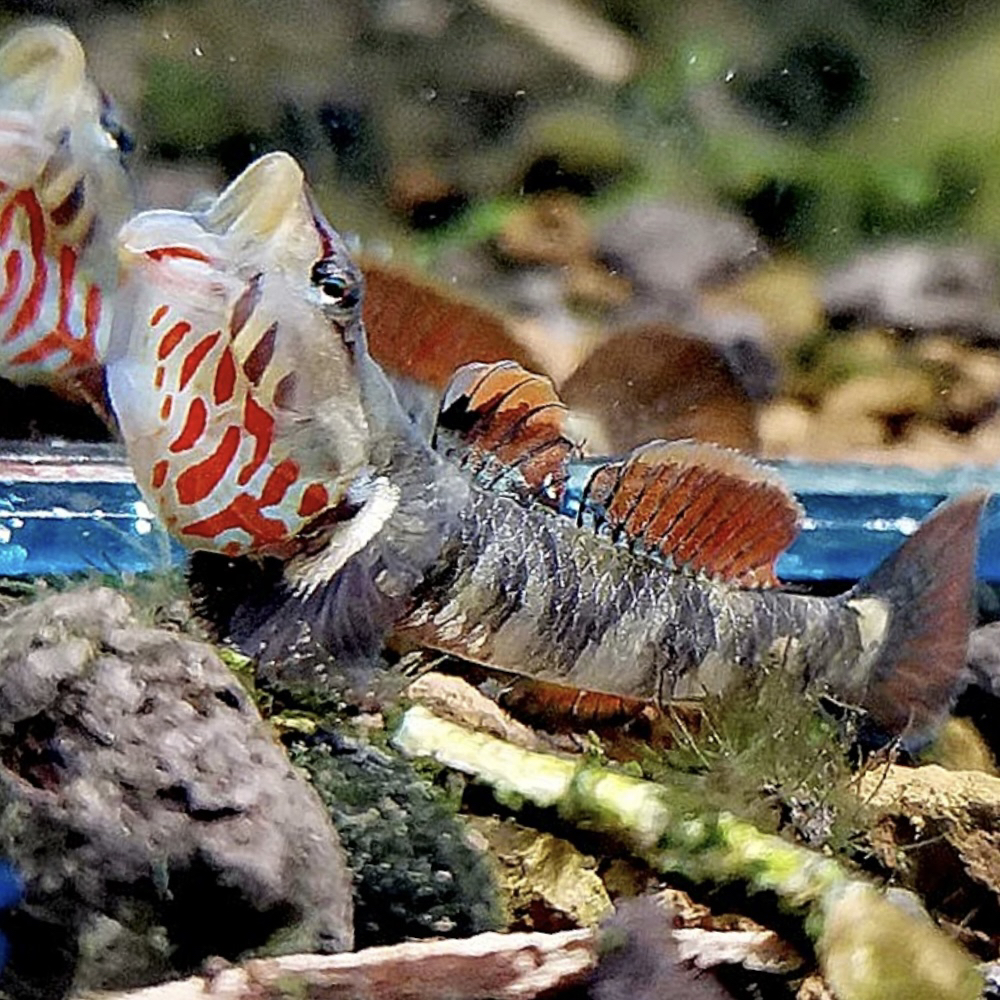 原生态虾虎鱼溪吻李氏子陵溪流发色趴地虎淡水白面虾虎观赏鱼