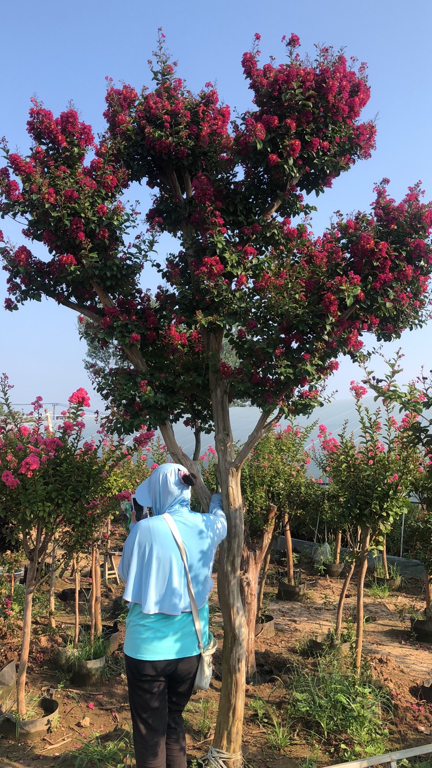 红花紫薇百丽紫精灵老川红火炬火箭火球天鹅绒
