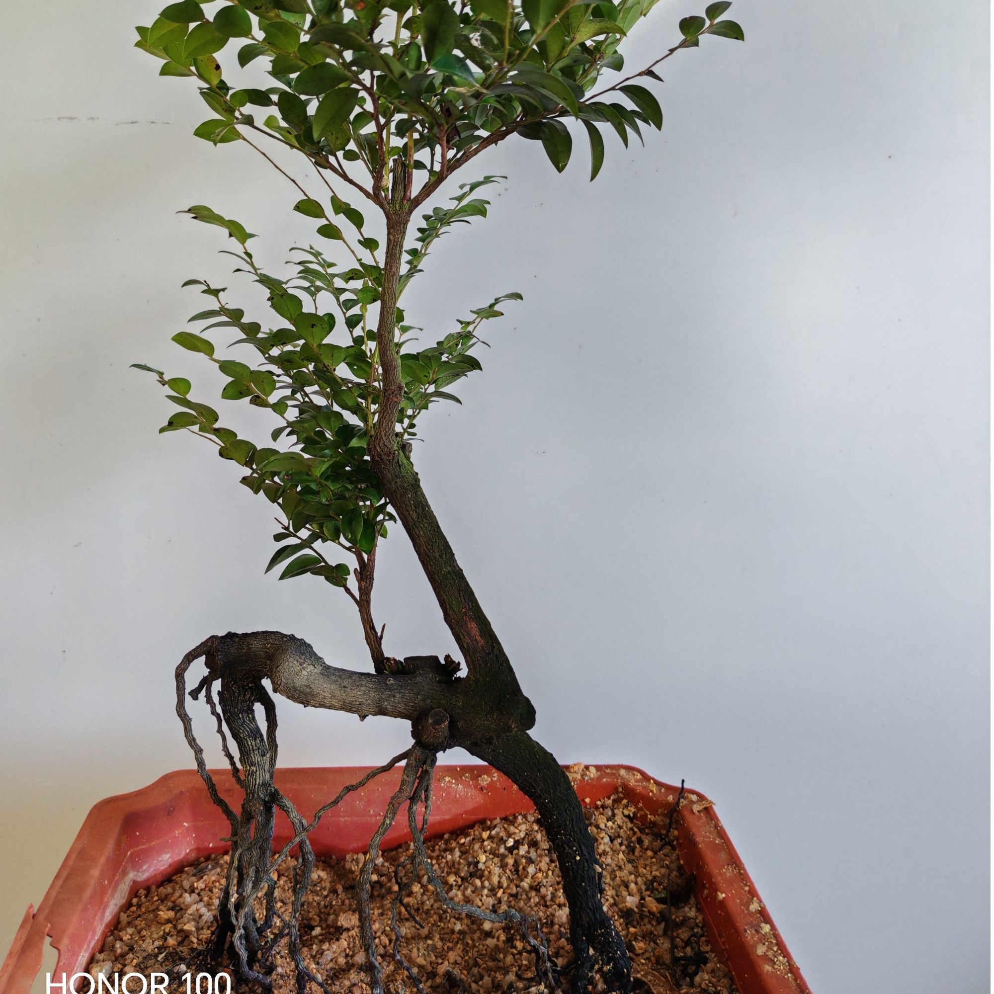 广东小叶紫檀黑骨茶，以直播间一物一拍为准，新疆西藏内蒙不包邮