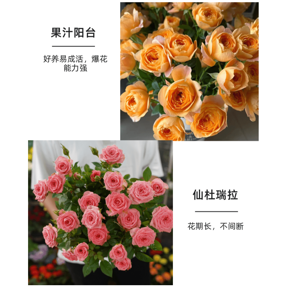 【果汁阳台+仙杜瑞拉】好养阳台月季盆栽室内庭院耐热耐寒玫瑰盆栽