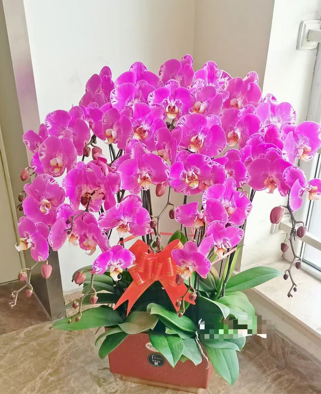 不用此链接 蝴蝶兰