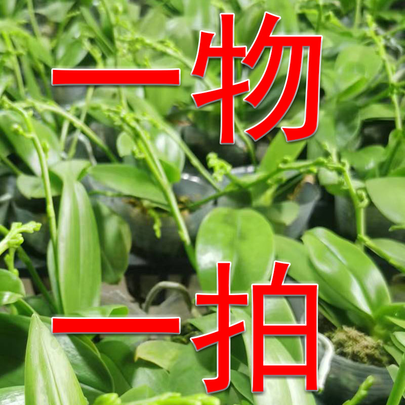【一物一拍】不售后直播间专属蝴蝶兰盆栽（全店满2单发货）