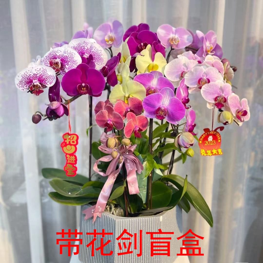 练手福利【带剑盲盒】叶片瑕疵苗子懒人蝴蝶兰盆栽（全店满2单发货）