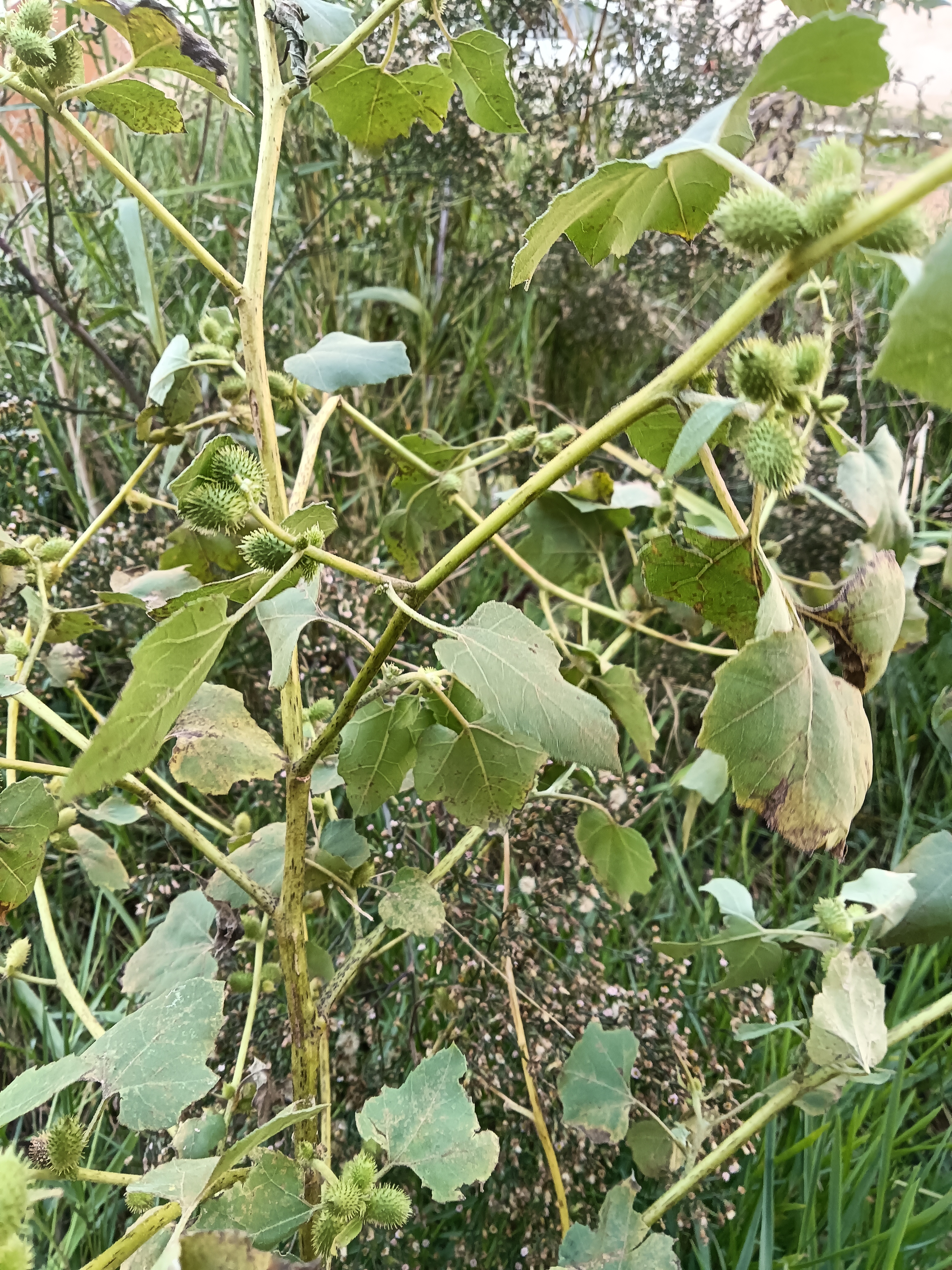 植物新鲜可种植一单一拍专用