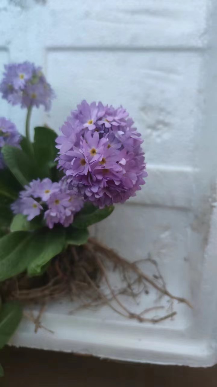 贵州多种山货植物代购专用