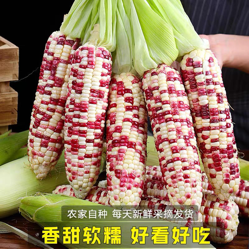 新鲜花糯玉米产地现摘当季整箱花甜糯玉米包谷嫩玉米棒子蔬菜包邮