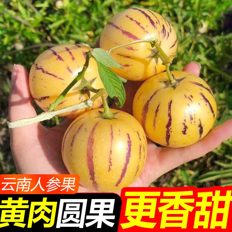 ZS（低糖）云南石林人参果黄肉圆果新鲜现摘应季水果树上熟黄心大果