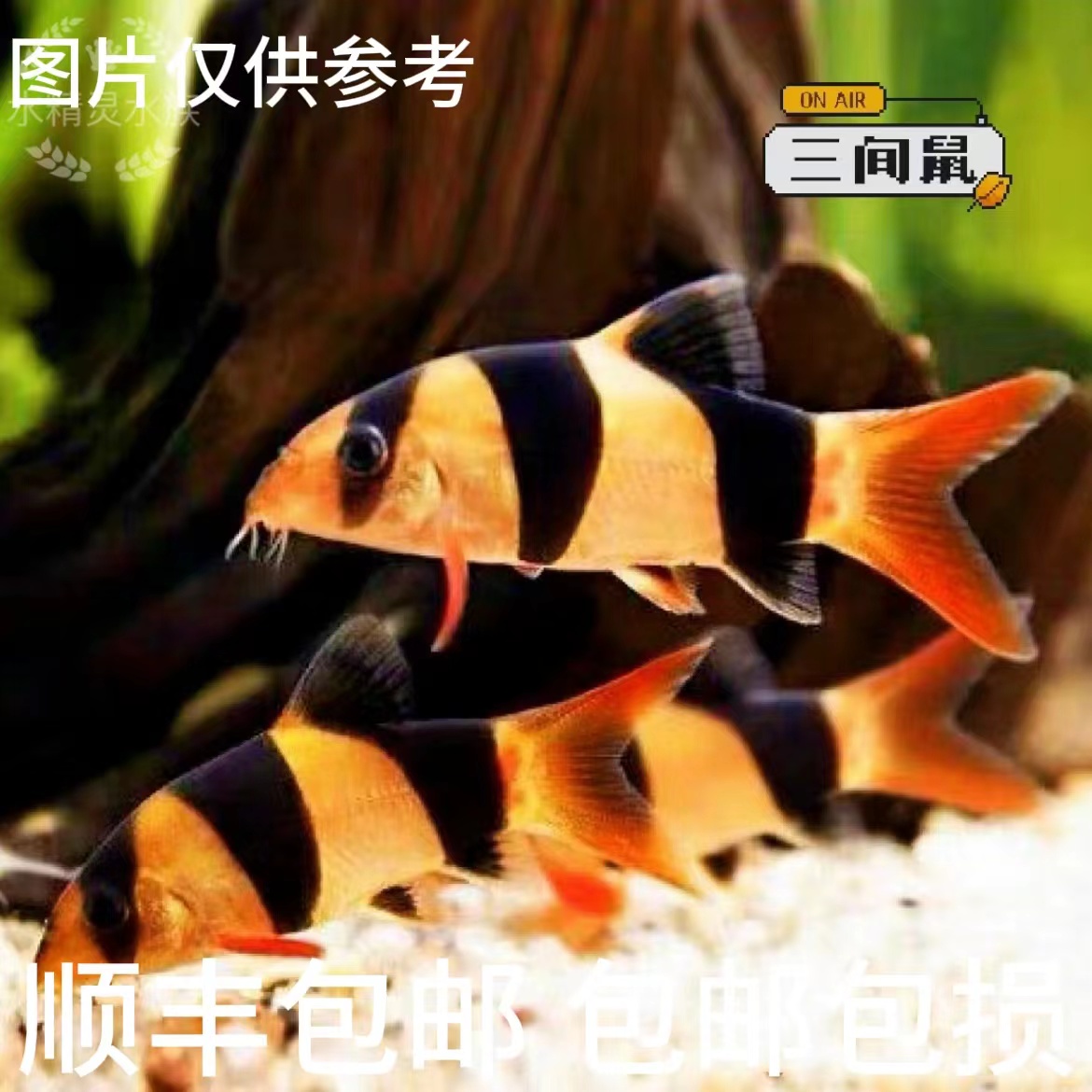 超萌萌宠 进口热带观赏鱼高端工具鱼三间鼠三间鼠会睡觉的鱼