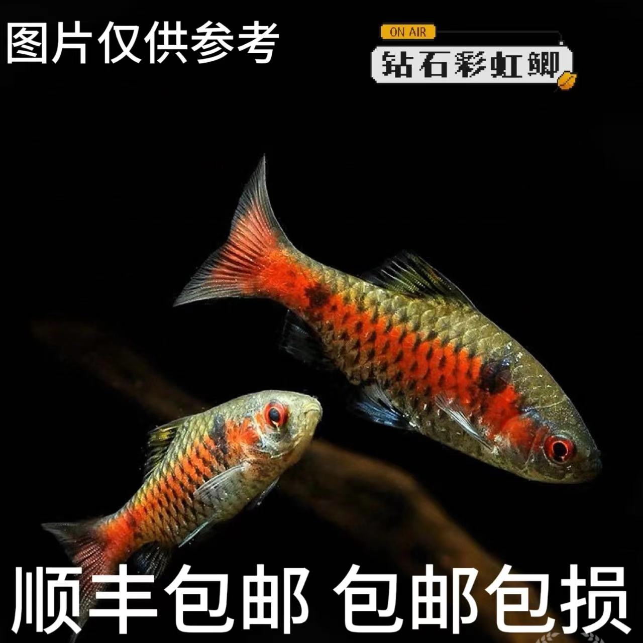 超萌萌宠钻石彩虹鲫鲤科鱼耐寒耐养冷水鱼原生鱼小型群游观赏鱼