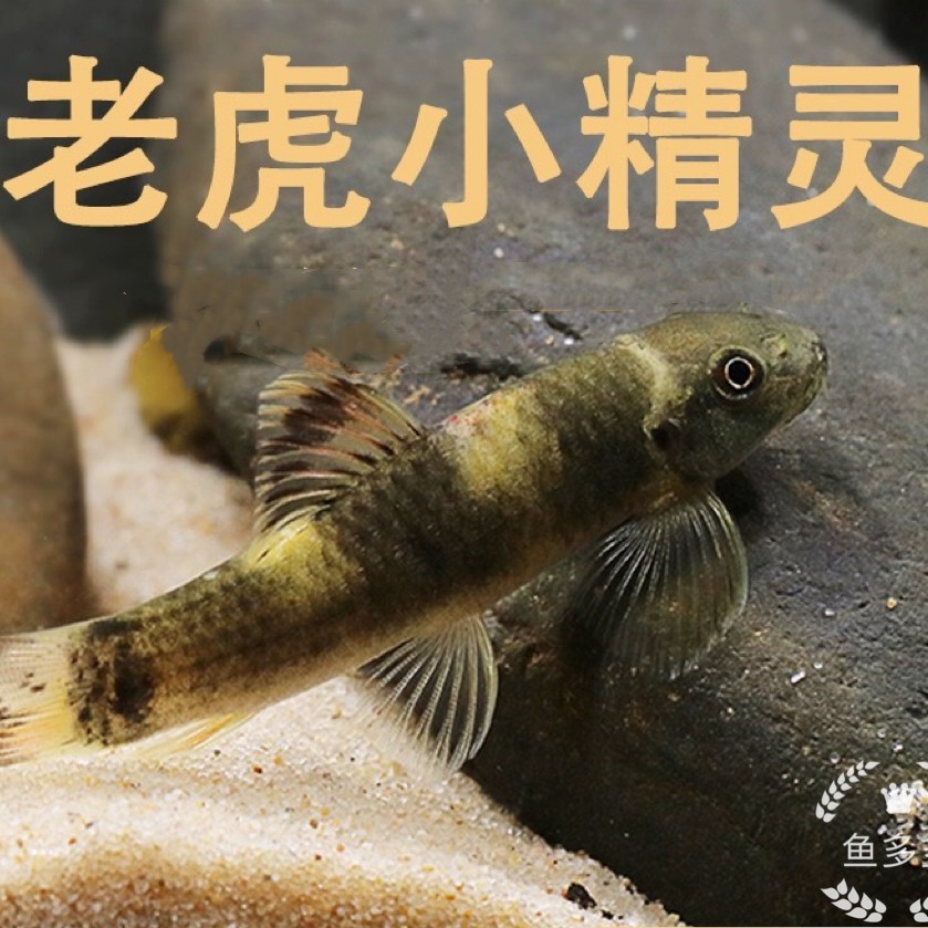 老虎小精灵 除藻工具鱼老虎小精灵鱼活体