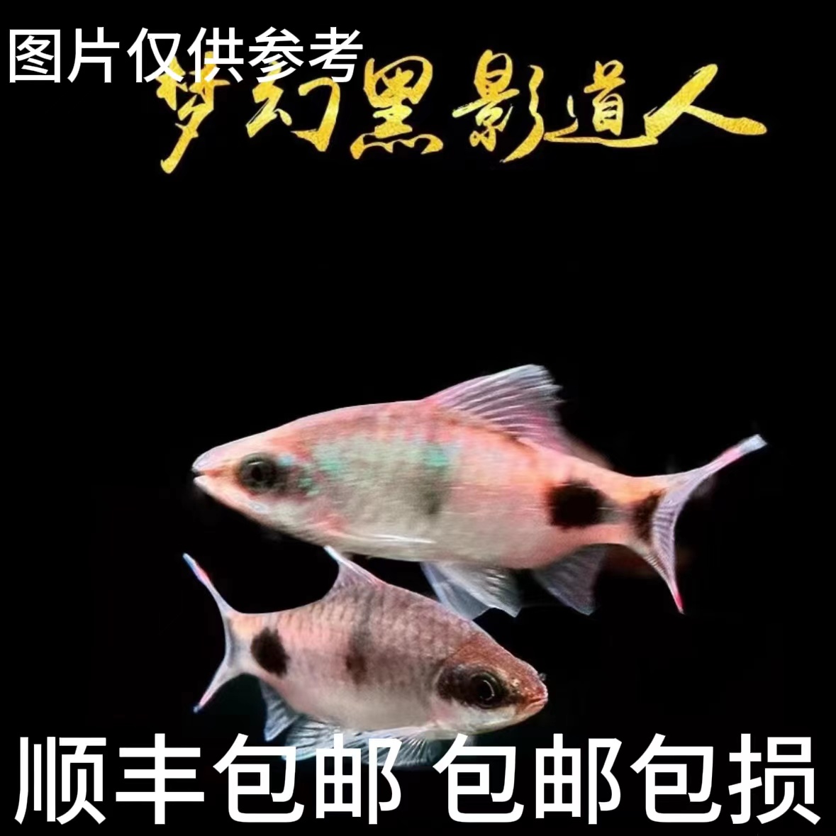 超萌萌宠 黑影道人系列彩虹黑影道人鱼群热带观赏鱼