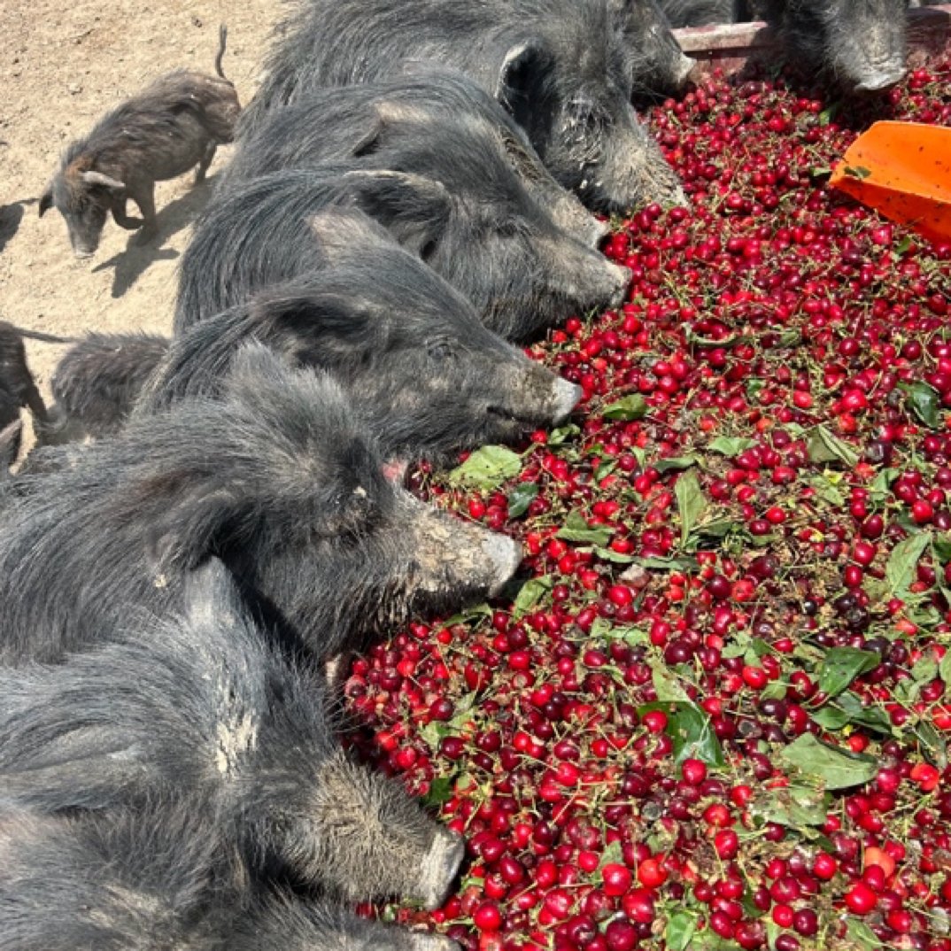 石班长散养两年中华土猪藏香猪整头、半头预定 新鲜现盘按要求分割