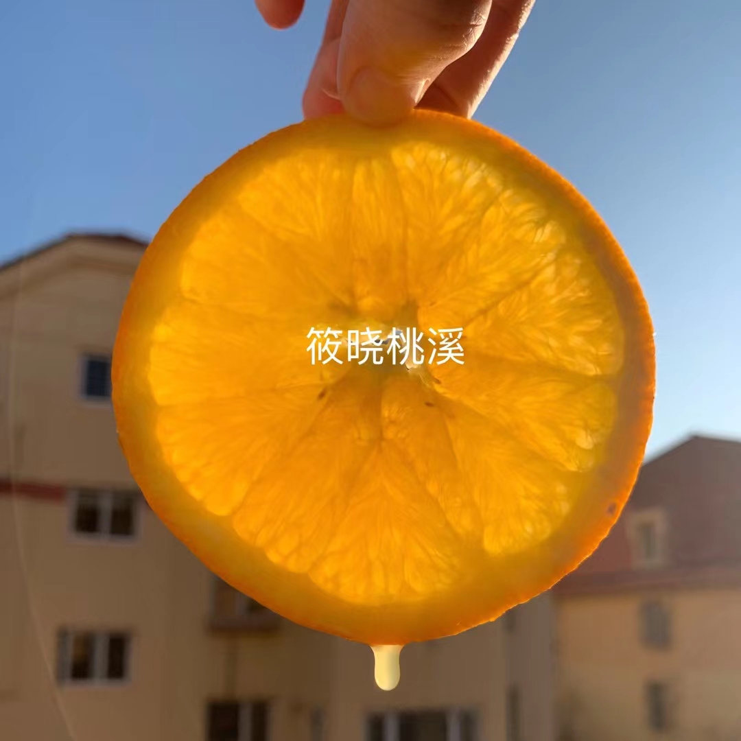 富川橙子脐橙净重4.5斤±0.2斤10-15个  不打蜡不染色自然新鲜天然