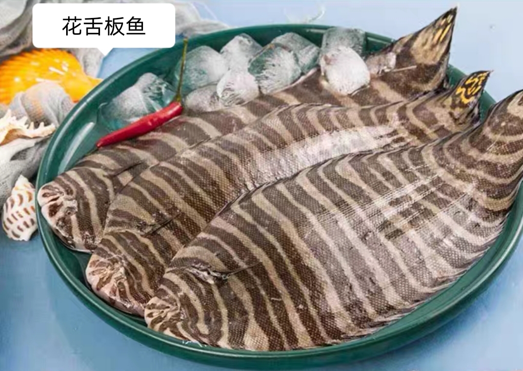 野生花舌板鱼（花手绢鱼）