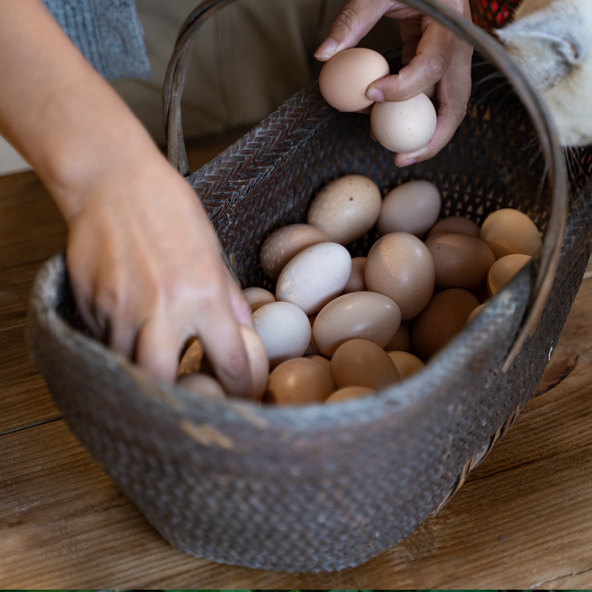 徽州大山新鲜  林下土鸡蛋单枚44g以下