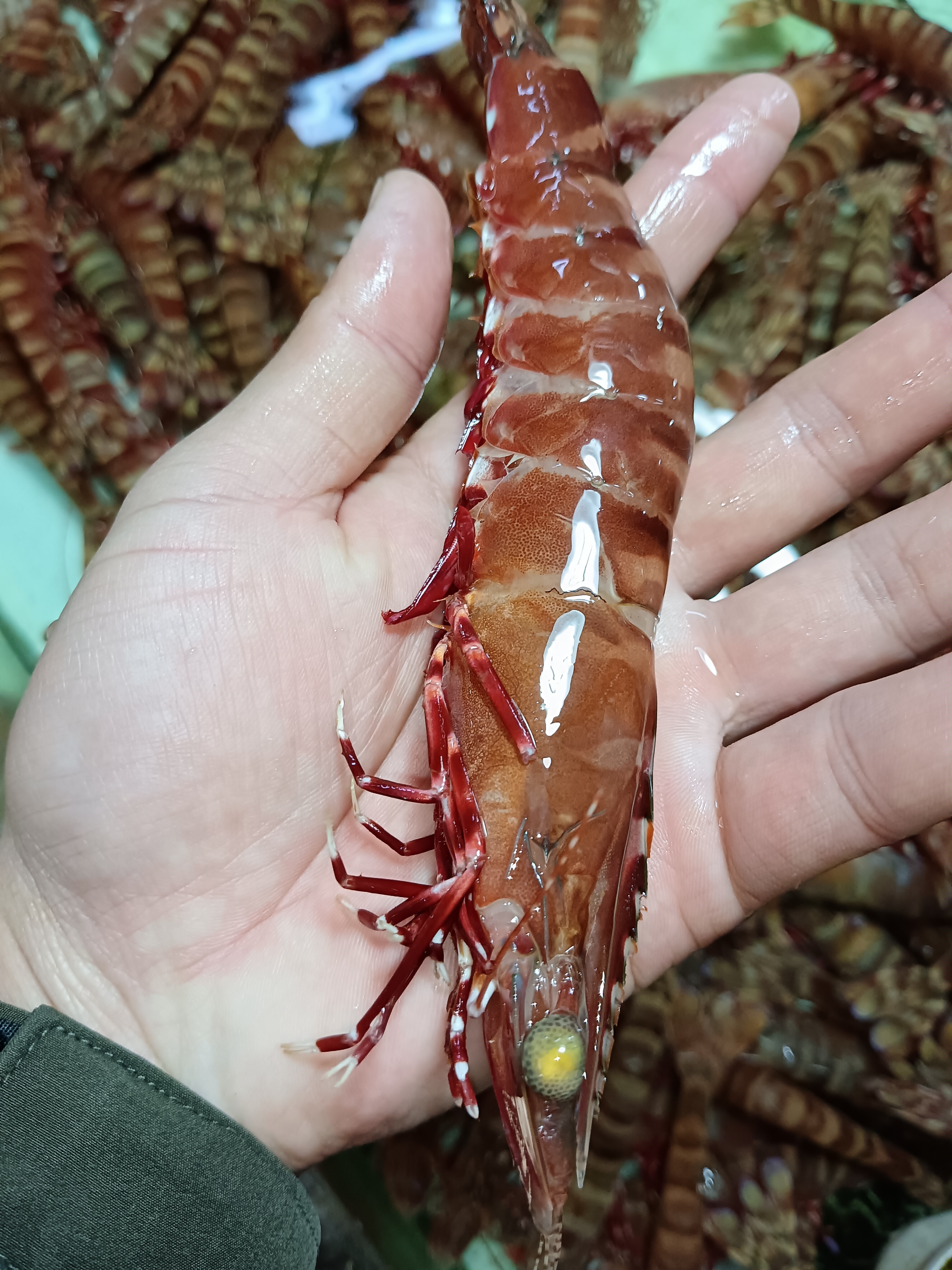 红爪虾，老虎虾，现称现买。实物为准