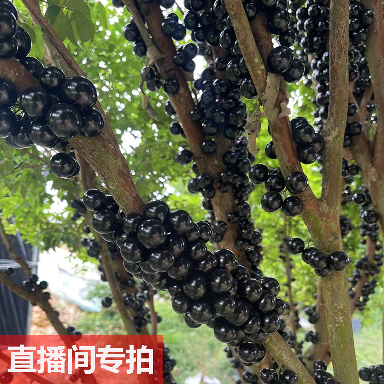 花园植物，一物一拍