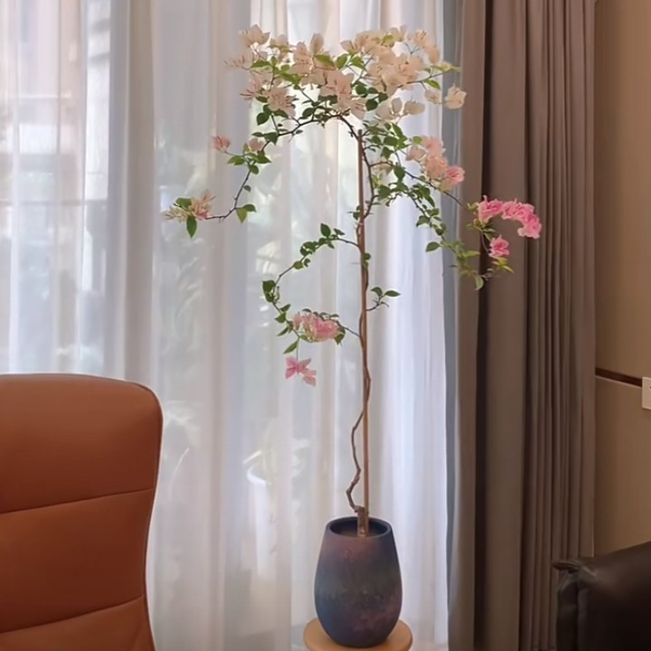 三角梅花卉 一物一拍 一个月内换盆不包售后