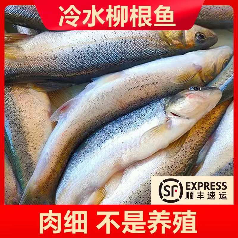 【东北村花专属】柳根鱼3斤（每斤10-15条之间）送1袋东北大酱