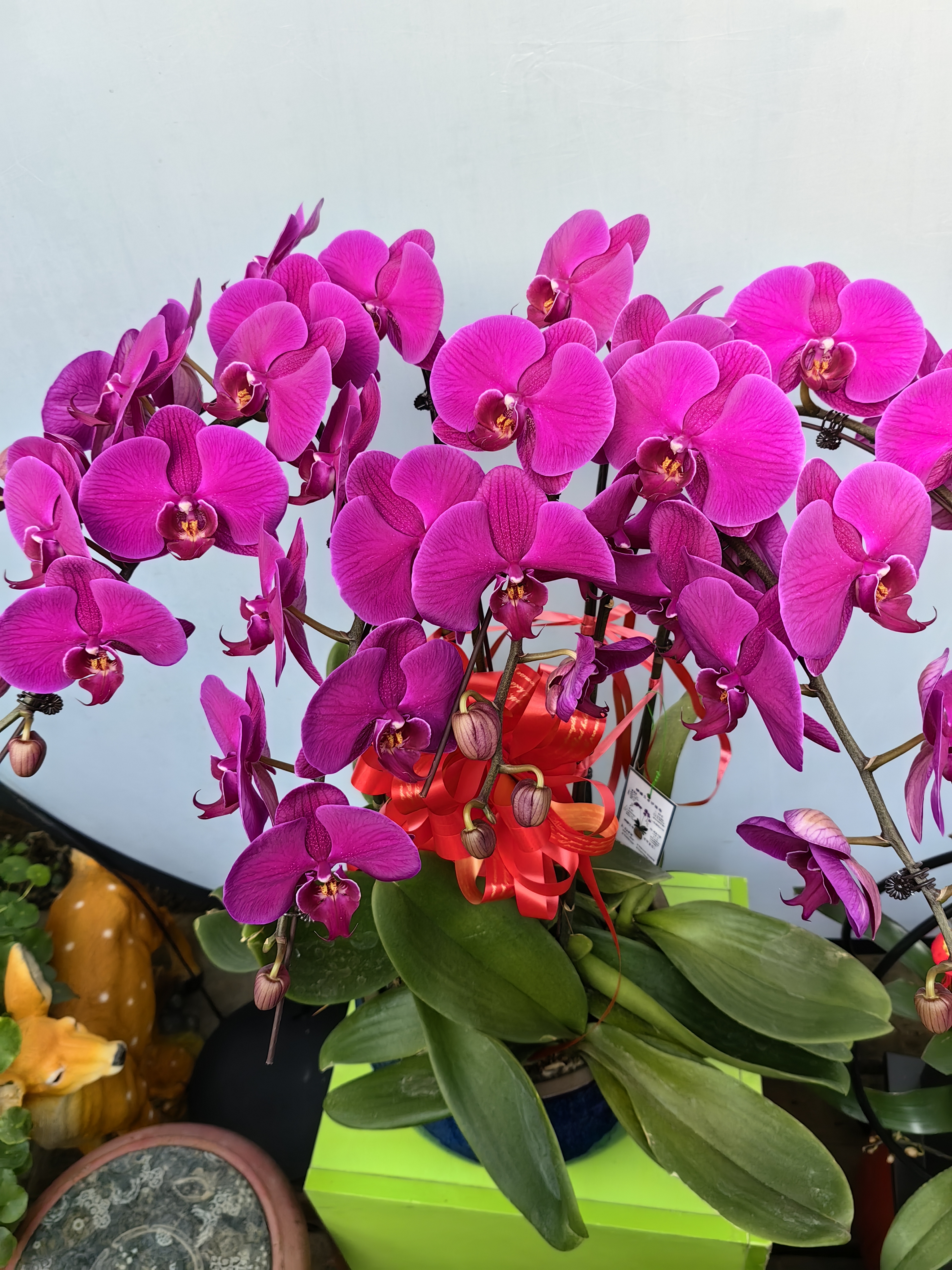 金鼎花卉精品蝴蝶兰