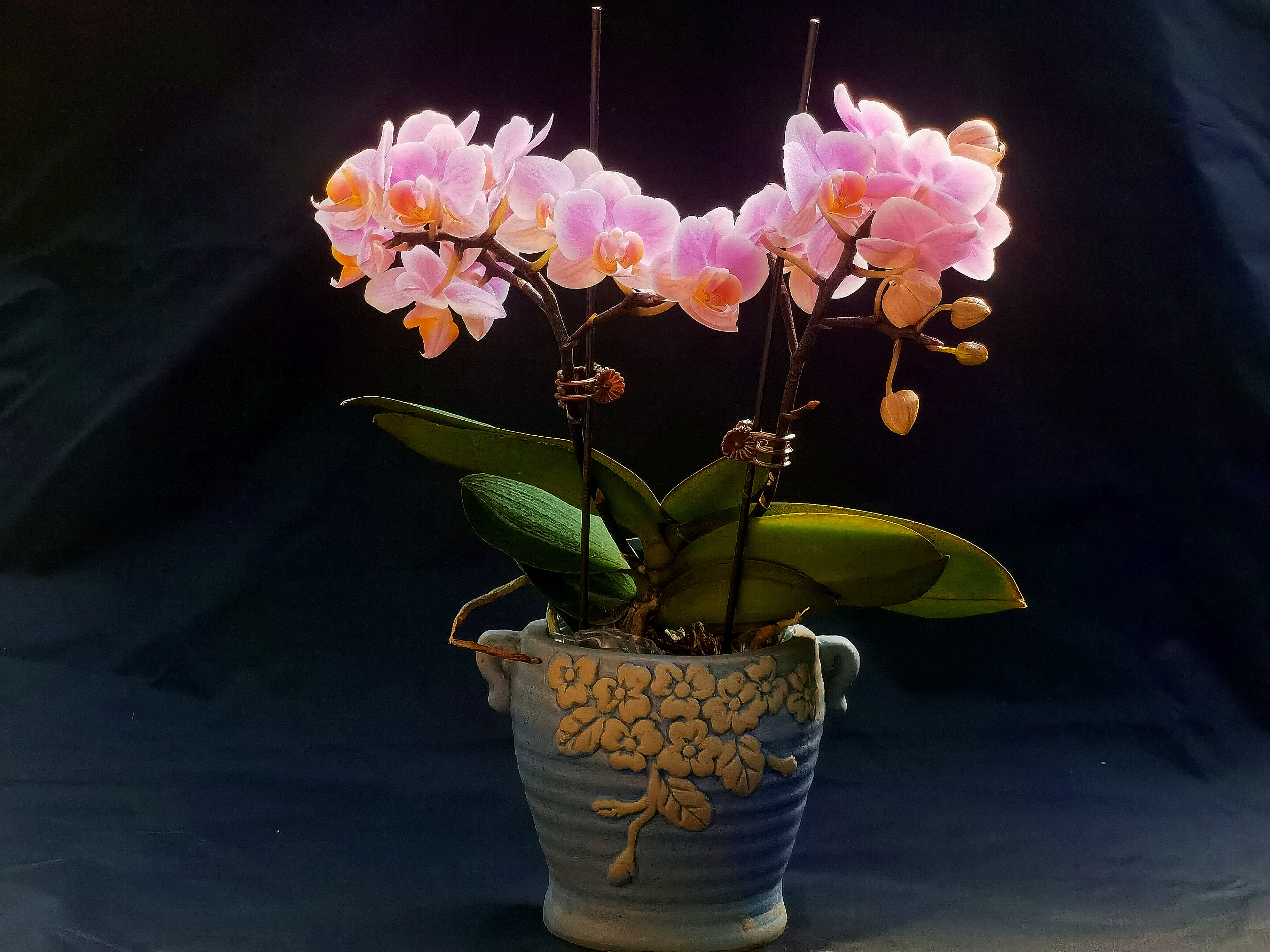 （金鼎花卉）蝴蝶兰花卉绿植盆景观花四季开花好养